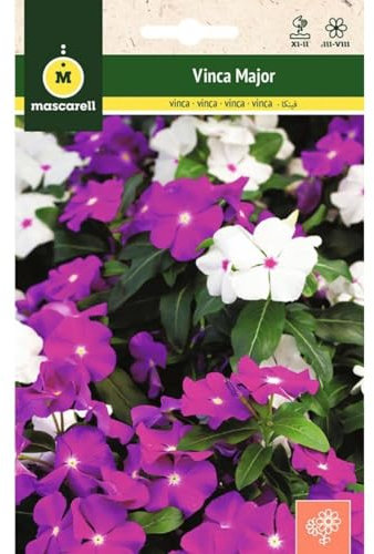 Mascarell Semillas, VINCA MAJOR, Semillas Flores Exterior para Decoración, 0,2 Gramos