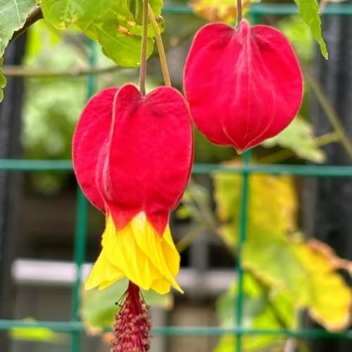 Semillas de Abutilon megapotamicum, jardín arbustos raras exóticas semillas verano arbustos rápido crecimiento regalos 40pcs
