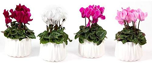 POWERS TO FLOWERS - CICLAMINO NANO SET 4 PIANTE IN VASO CERAMICA BIANCO, piante vere