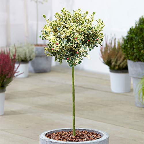 Ilex Golden King Tree | Potted Evergreen Ornamental Holly Trees for Small Garden | Standard Stem Lollipop Tree | Outdoor Garden Plants (70-80cm (Incl. Pot))