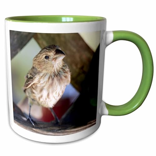 3dRose Macro Photo of house finch on wooden lattice 15oz Two-Tone Green Mug