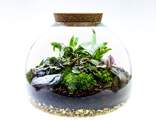 Large Glass Domed Terrarium with 4 Living Plants, Moss and Tool Set - The Ultimate Terrarium Kit