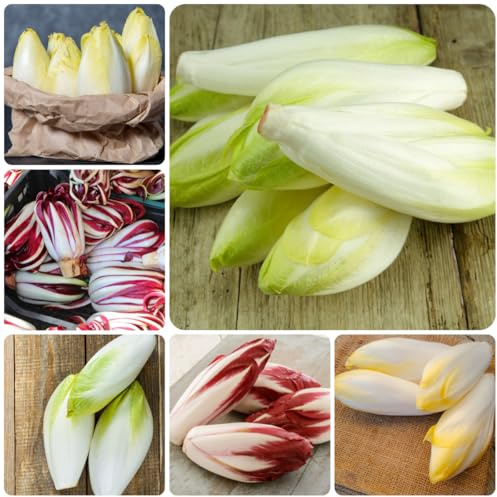 semi di cicoria, varietà antiche di radicchio resistenti di invernali, crescita balcone in serra, 300pcs