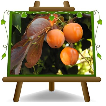 Caqui Chocolate - Planta frutal vieja sobre maceta de césped 26 - árbol máximo 200 cm - 4 años