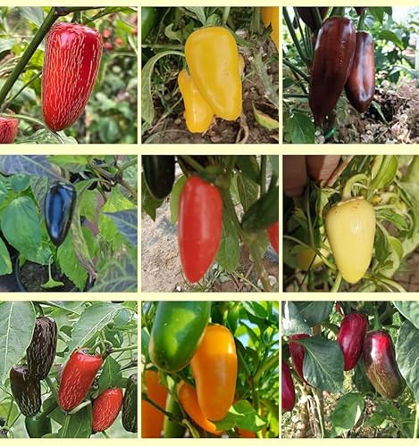 Massa Jalapeños frön, 9 sorter, 90 frön