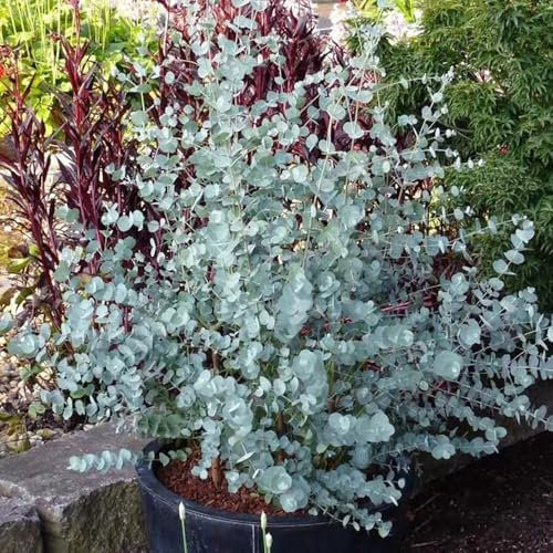 500 Pcs Eukalyptus Samen Kaufen - Eukalyptus Baum Winterhart Samen, Bäume Kaufen, Zimmerbonsai Bonsai Eukalyptus Pflanze Samen, Baumsamen, Bonsai Samen Indoor Grünpflanzen, Gartendeko