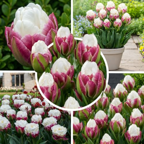 FLORIUM Tulpanlökar kall- och fleråriga tulpanlökar - glass 10 lökar, Holland riktiga växter, tulpanlökar för trädgård och balkong