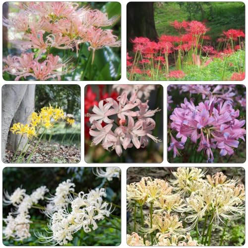 bulbos Lirio araña - Lycoris radiata decorativas de interior exóticas silvestres jardín bonsái jardín del balcón decoración 20pcs