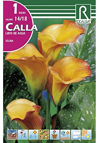 BULBO CALLA LIRIO DE AGUA SELINA - CALA FLOR JARRO - 1 UD…