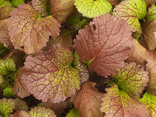 Mustard Red 300 Seeds, Leafy Salad Seeds, Green Leaves Seeds