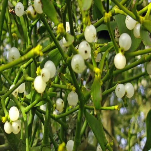 Mistletoe Plant Seeds 50pcs Green