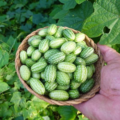 semillas de pepino silvestres resistentes medicinales jardín del balcón semillas de variedades tradicionales decoración 200pcs