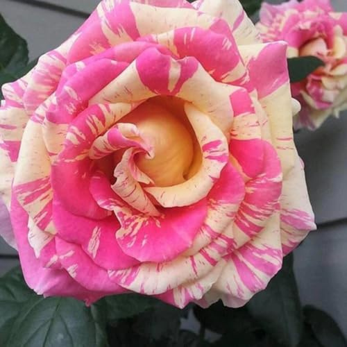 ¡Rosa enana rayada! Ahorra espacio/Fácil de cuidar/Floración abundante/Muy llamativa-4 PCS-J