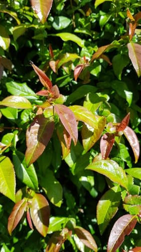 Chaenomeles x superba 'Caméo' / Cognassier du Japon Saumon/Conteneur de 3 à 4 litres