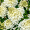 Hydrangea Silver Dollar Upright Flowering Fragrant Deciduous Potted Garden Plant (20-30cm (Incl. Pot))