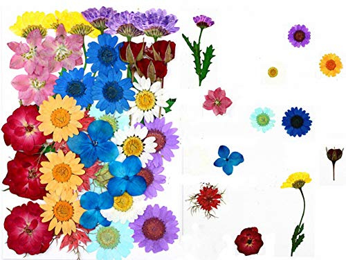 36pz Fiori secchi pressati Foglie Candele di colore fai-da-te naturali reali Ciondoli di gioielli in resina decorativa artistico Cassa del telefono per unghie Trucco facciale