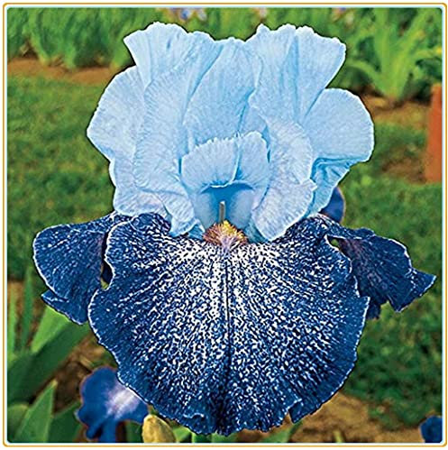 Iris Bulbi -Bulbi di iris arancione naturalmente rari avec un haut tasso di sopravvivenza, plante vive d'espèce rare sono ora piantate-5 Bulbi,B