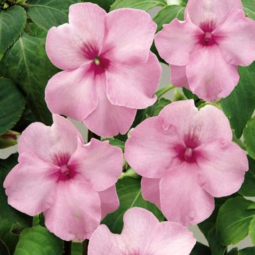 Carbeth Plants Busy Lizzie Impatiens Pink Bedding Plants 2 x 6 Pack - Vibrant Garden Flowers Ready to Plant - Easy Grow Outdoor Shade Loving Shrubs - Ideal for Beds, Patio Pots and Hanging Baskets