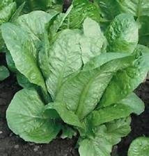 Graines De Laitue Romaine Vivian Nouvelles Graines Pour La Saison