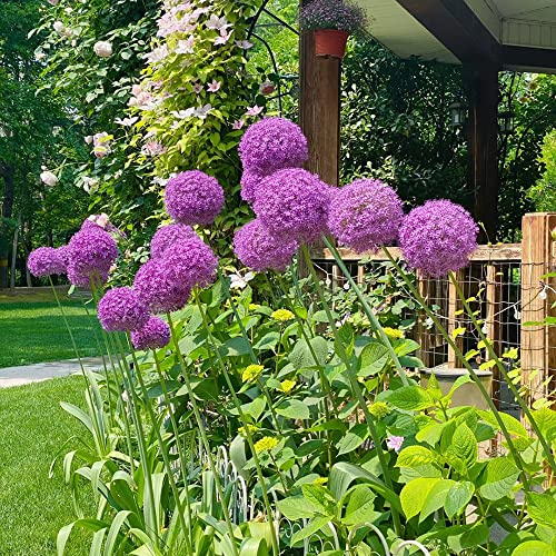 bulbi di allium - allium giganteum - raro giardino sul balcone aglio ornamentale resistenti, da giardino da balcone interno 2pcs