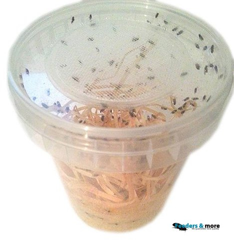 1 Dose Drosophila groß Fruchtfliegen Zuchtansatz 500ml praktisch verpackt, Futterinsekten Futtertiere 1L/6,98EUR