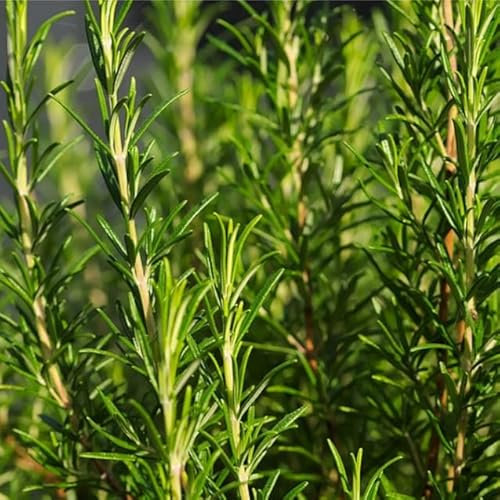 Semillas de Plantas de Romero (Rosmarinus Officinalis) Semillas Naturales