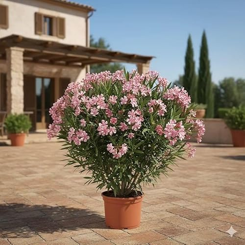 Oleander Italien kaufen - Authentisches Mittelmeer-Flair im 4L Topf