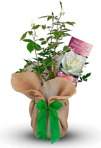 Paper 1st Year Wedding Rose - 1st Year Anniversary Rose Bush - Gift Wrapped Paper Anniversary Rose
