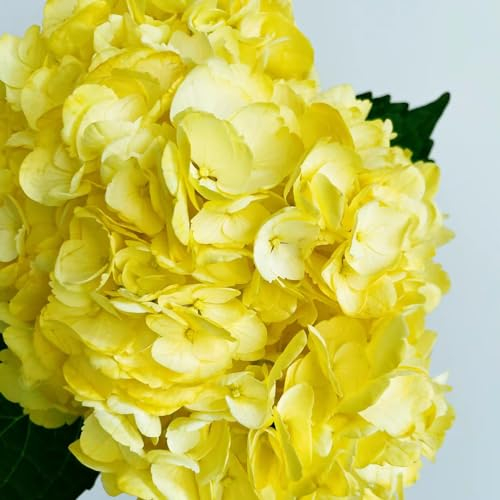 25 Pcs Hortensien Samen Winterhart - Hydrangea Macrophylla - Kletterpflanzen Winterhart, Bio Saatgut Hortensie Blumen Samen, Wildblumen Balkonblumen, Schnittblumen Samen Seltene Pflanzen