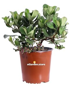 Pianta di Rhaphiolepis Indica Pianta di Biancospino Indiano pianta da esterno pianta da giardino pianta ornamentale da siepe pianta vera di Rhaphiolepis venduta da eGarden.store (Springtime v.17 cm)