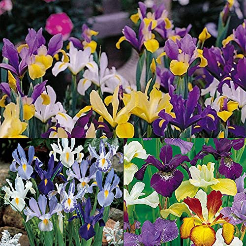 12 x Dutch Iris Mixed - Exotic Hardy Plants - Easy to Grow, Dependable & Pretty Colours - First Iris to Bloom in Spring - True Classic Thrive in Any Condition- for Your Beautiful Garden