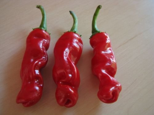 Chili Pénis Ensemble (Peter Pepper) Piments Willy Capsicum annuum Paquet de 100 graines