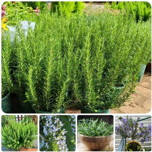 semi di rosmarino giardino di aromatiche tappezzanti balcone rosmarino aromatiche da giardino organiche per la copertura del terreno semi biologici, resistenti 500semi
