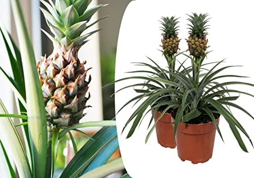 Plant in a Box - Plante ananas 'Mi Amigo' - Set de 2 - Pot 12cm - Hauteur 35-45cm