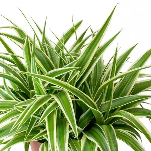 Carbeth Plants - Indoor Plants - Build Your Own Houseplant Collection - 7cm to 9cm Pots - Spider Plant - Chlorophytum Ocean in 9cm Pot