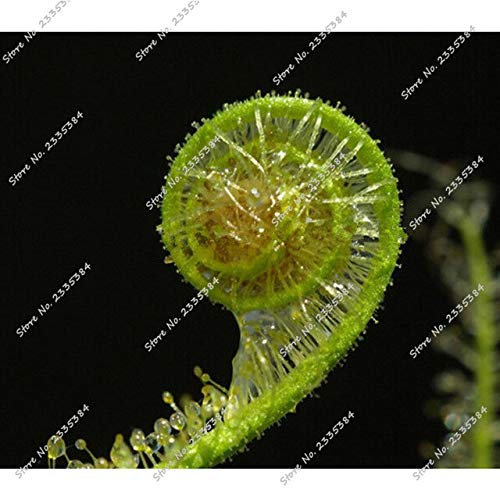 Rare 50 Seeds Mix Sundews Carnivorous Plants Live Seeds Venus Fly Trap Seed Bonsai Carnivore Flower Seed: Only Seeds
