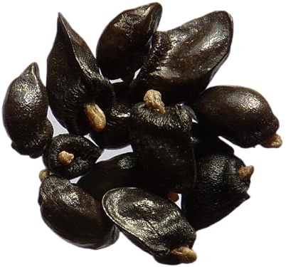 Comfrey NT - Symphytum Officinale (grön gödselmedel) SEM14