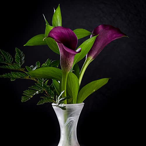Winterharte Calla Zwiebeln Garten Blumen Balkonpflanzen Calla Lily Blumenzwiebeln MehrjäHrig Winterhart Balkon Blumen Gartendeko FüR DraußEn Exotische Pflanzen 3 Blumenzwiebel Calla Violett