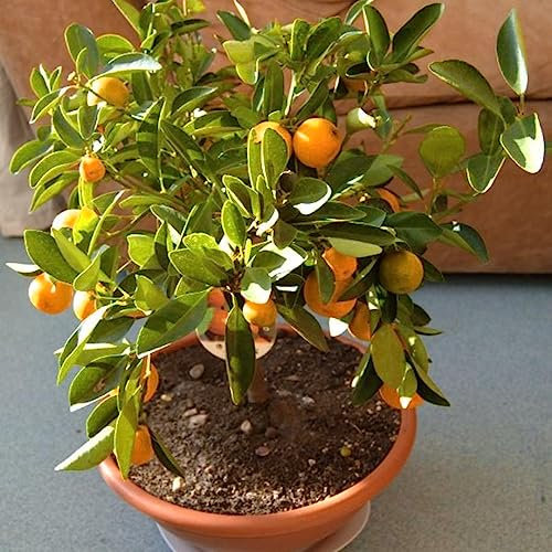 Mandarin Tree 'Citrus reticulata' House Plant Seeds - 6 Rare Indoor Houseplant Seeds