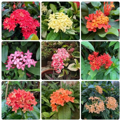 100 pcs ixora pflanze kaufen samen - exotische pflanzen winterhart, blumenstauden winterhart balkonpflanzen frühling, saatgut geschenk balkon blumen, ostern geschenke blumen balkon,