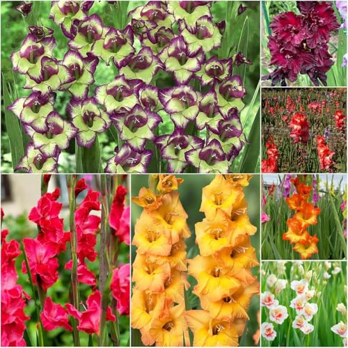 miscela di bulbi di gladioli - perenni resistenti giardino esotici decorazione interna con bulbo giardino - Serie 15pcs