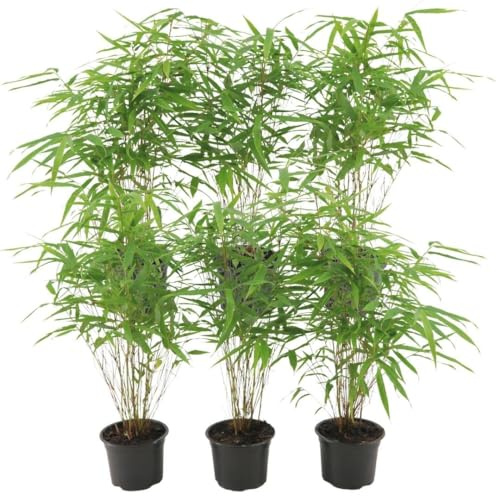 Plants by Frank | 6 Plantes de bambou rustique | Fargesia rufa | Ø13 cm | 25 cm | Bambou non traçant | Pour haie de pleine terre, pot ou jardinière | Plantes d’extérieur | Jardin