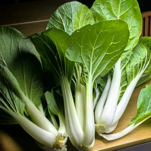 semillas de pak choi - decoración rara jardín exteriores balcón 300pcs