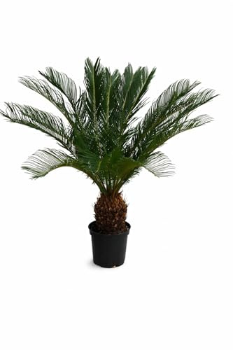 Cycas Revoluta 60–70 cm – exotisk sagopalmormbunke, lättskött inomhusväxt, perfekt för inomhusbruk