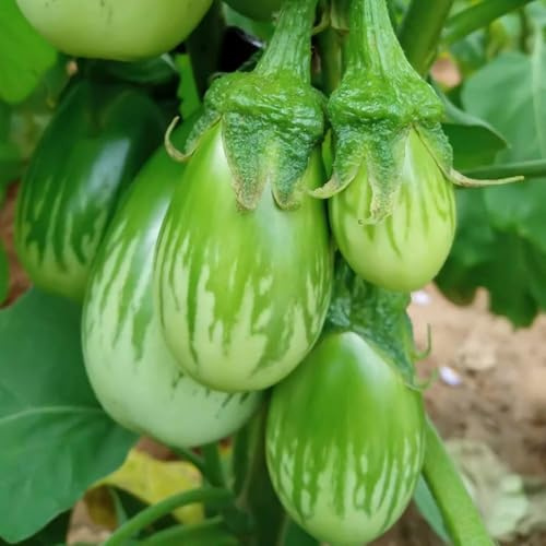 30+ Round Green Eggplant Seeds - Fast-Growing Tasty Tropical Exotic Asian Vegetable for Garden Home Outdoor