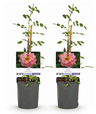 GreenboutiQ - Rosier grimpant - Rosa Salmon Queen - Fleurs rose clair - Peu d'entretien - 2 plants - Pot 11cm Hauteur 40cm