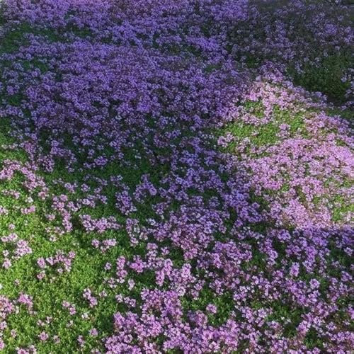 kriechender thymian bodendecker samen - sandthymian - küchenkräuter balkonpflanzen, bio saatgut küchenkräuter samen, seltene pflanzen, blumen deko kräuter pflanzen, winterharte 600pcs