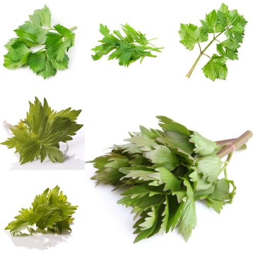 semi di levistico, per gli amanti del giardino resistenti prodotti sostenibili vecchie varietà selvatiche verdi resistenti per giardini 200pcs