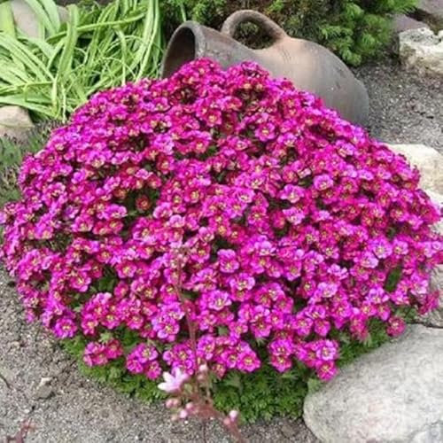 Arabis Rose - Arabette du Caucase 100 Graines - couvre-sol, rocaille