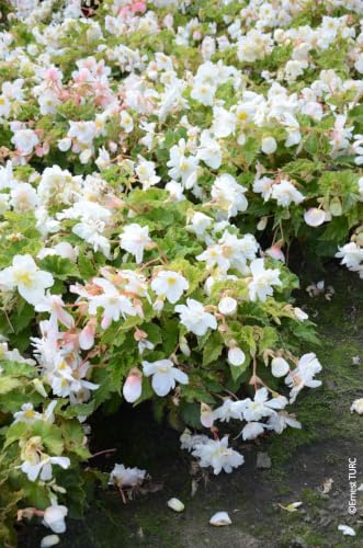 Begonia CASCADE BLANC/Bégonia retombant/Conteneur de 1 à 1.9 litres/Vivace tubéreuse